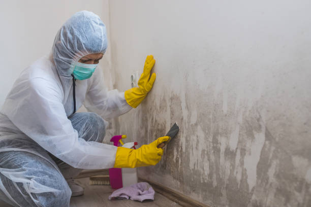 Best Affordable Mold Removal  in North Vernon, IN