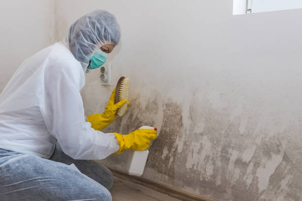Best Same-Day Mold Removal  in North Vernon, IN