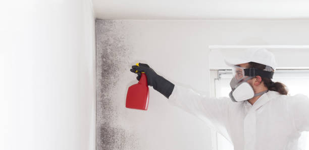 Best Residential Mold Removal  in North Vernon, IN