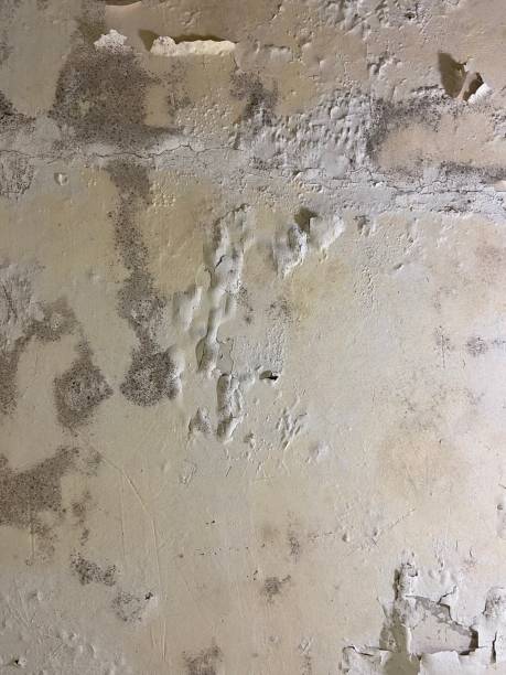 Best Residential Mold Removal  in North Vernon, IN