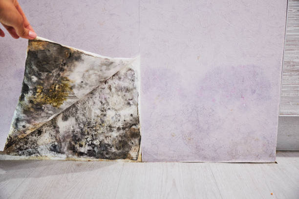 Best Same-Day Mold Removal  in North Vernon, IN